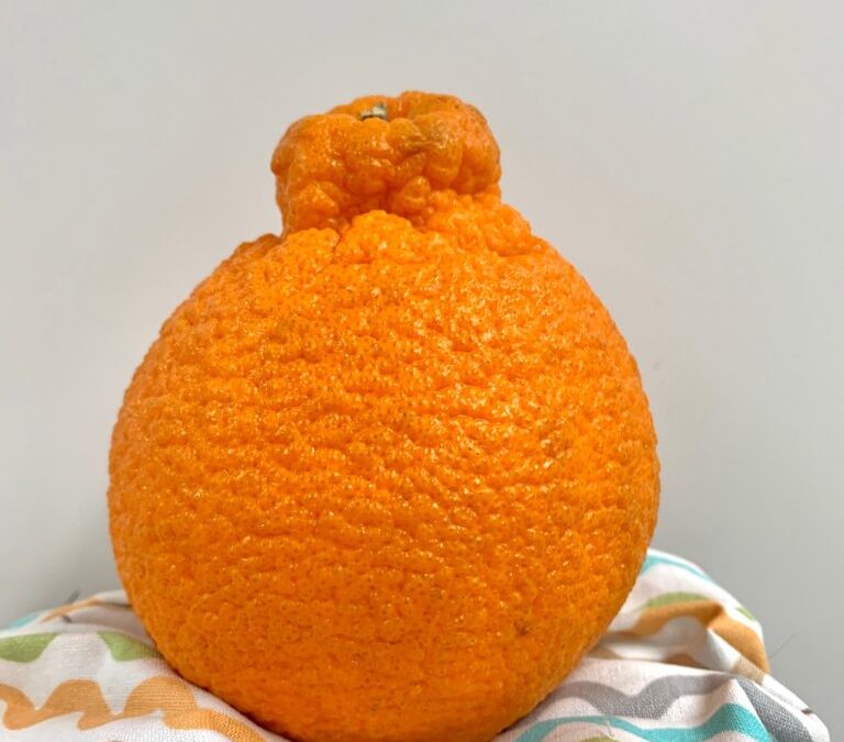 Sumo Citrus… Not an Orange