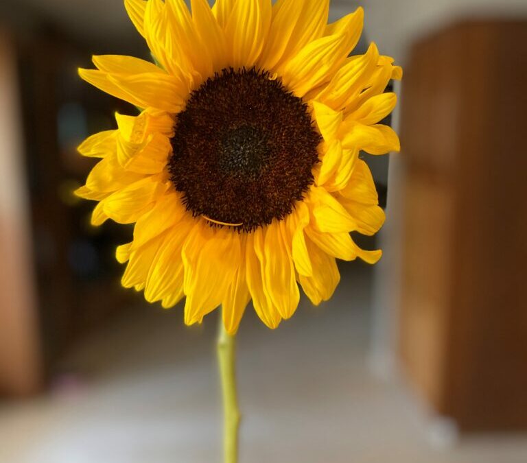Sunflower Fun Facts You Didn’t Know But Now You Do