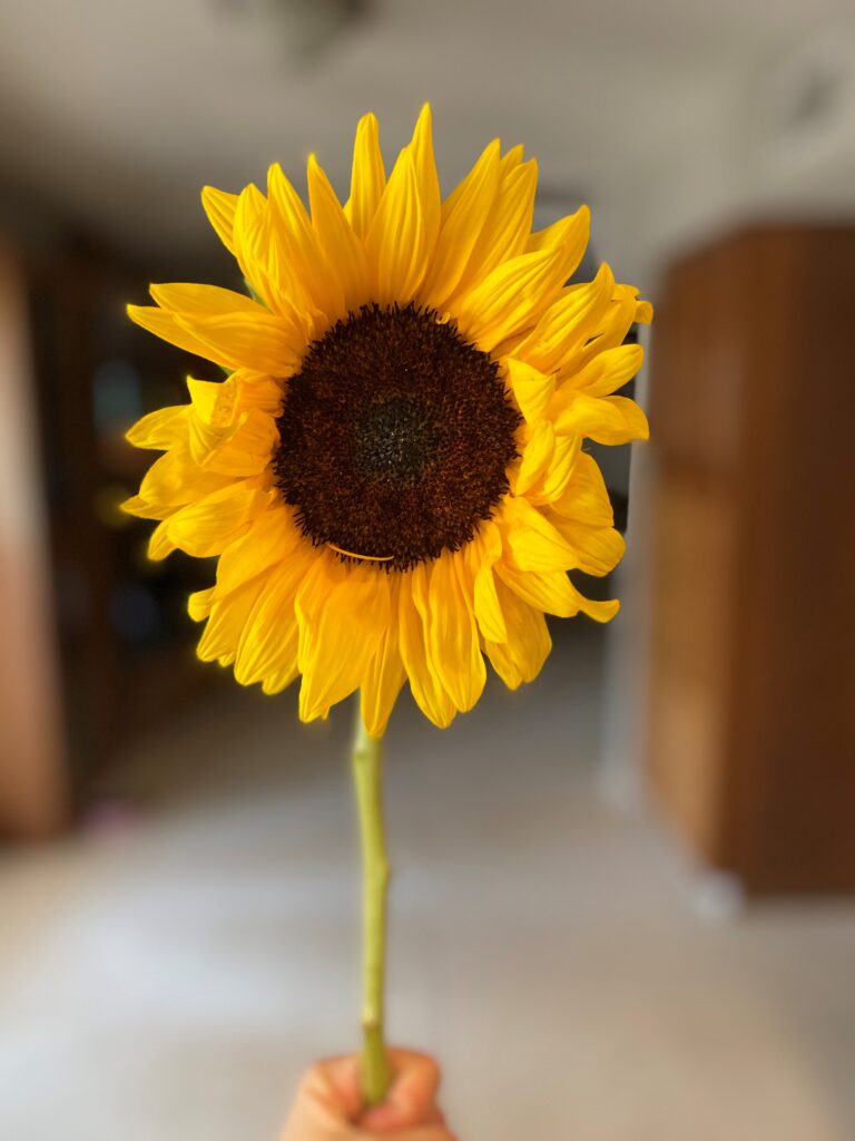 Sunflower Fun Facts You Didn't Know But Now You Do