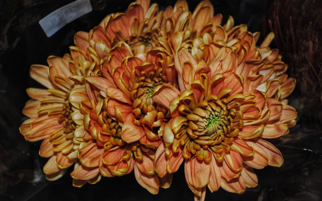 Can you say Chrysanthemum?