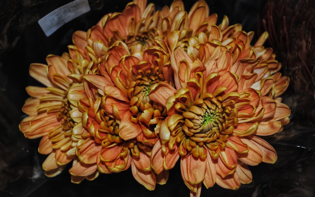 Can you say Chrysanthemum?