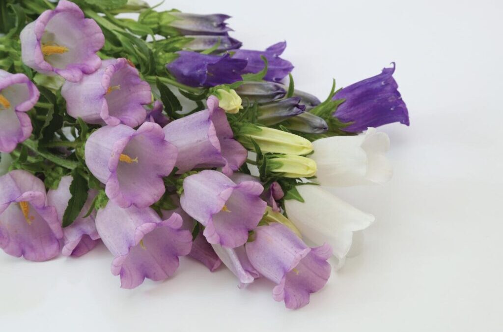 January Flower of the Month is Campanula